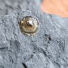interessante Brachiopode, Discinisca papyracea, Lias, Dotternhausen
