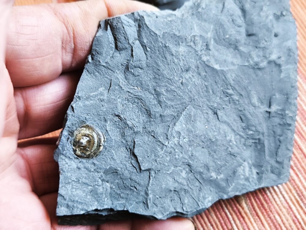 interessante Brachiopode, Discinisca papyracea, Lias, Dotternhausen