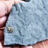 interessante Brachiopode, Discinisca papyracea, Lias, Dotternhausen
