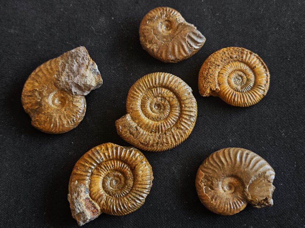 Konvolut mit Zugodactylites braunianus und Pseudolioceras lythense, Weißenburg