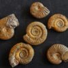 Konvolut mit Zugodactylites braunianus und Pseudolioceras lythense, Weißenburg