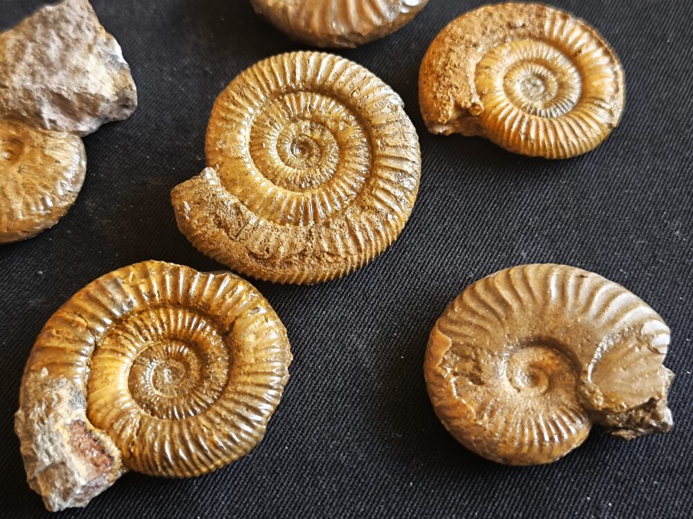 Konvolut mit Zugodactylites braunianus und Pseudolioceras lythense, Weißenburg
