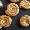 Konvolut mit Zugodactylites braunianus und Pseudolioceras lythense, Weißenburg