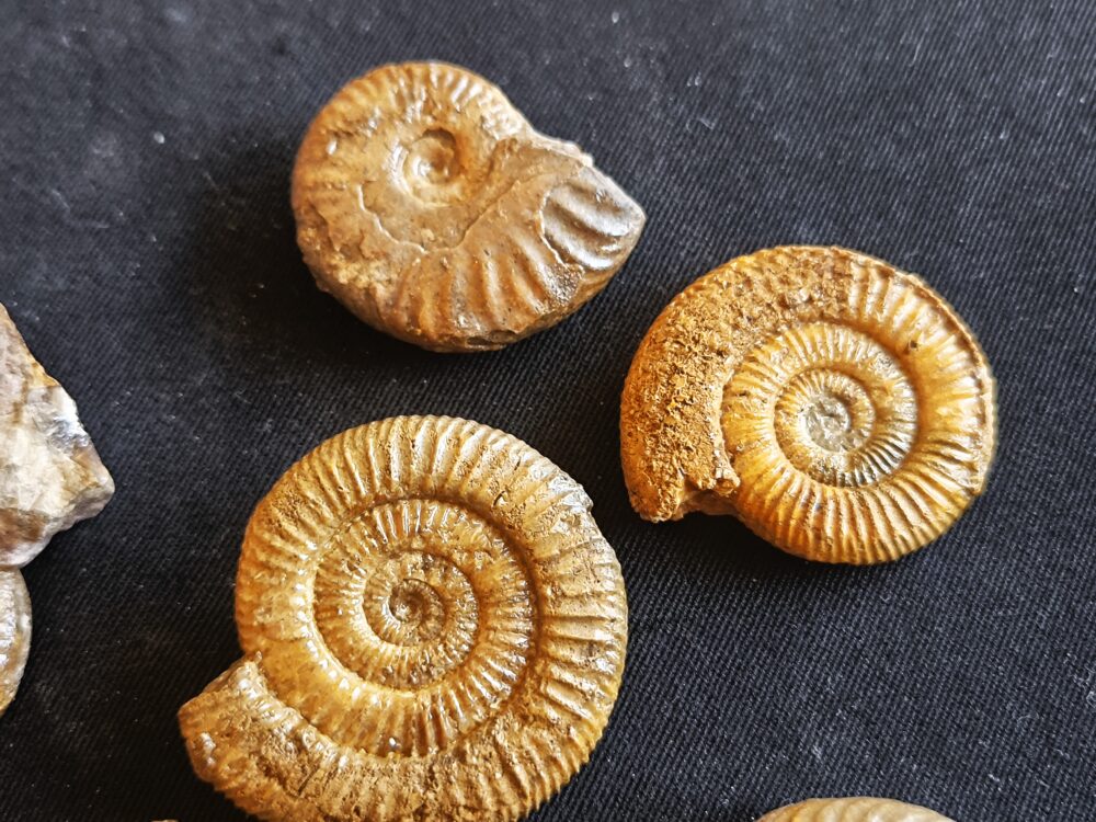Konvolut mit Zugodactylites braunianus und Pseudolioceras lythense, Weißenburg