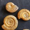 Konvolut mit Zugodactylites braunianus und Pseudolioceras lythense, Weißenburg