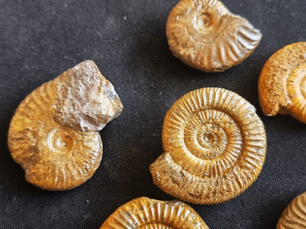Konvolut mit Zugodactylites braunianus und Pseudolioceras lythense, Weißenburg