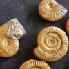 Konvolut mit Zugodactylites braunianus und Pseudolioceras lythense, Weißenburg