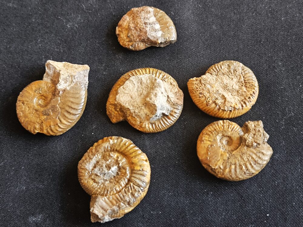 Konvolut mit Zugodactylites braunianus und Pseudolioceras lythense, Weißenburg