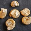 Konvolut mit Zugodactylites braunianus und Pseudolioceras lythense, Weißenburg