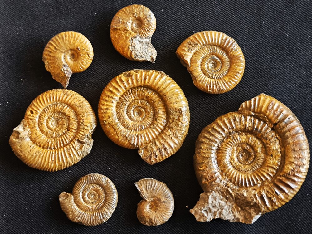 Konvolut mit Zugodactylites braunianus und Pseudolioceras lythense, Weißenburg