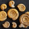 Konvolut mit Zugodactylites braunianus und Pseudolioceras lythense, Weißenburg