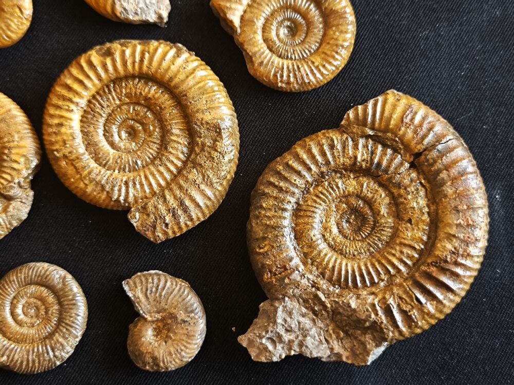 Konvolut mit Zugodactylites braunianus und Pseudolioceras lythense, Weißenburg