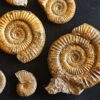 Konvolut mit Zugodactylites braunianus und Pseudolioceras lythense, Weißenburg