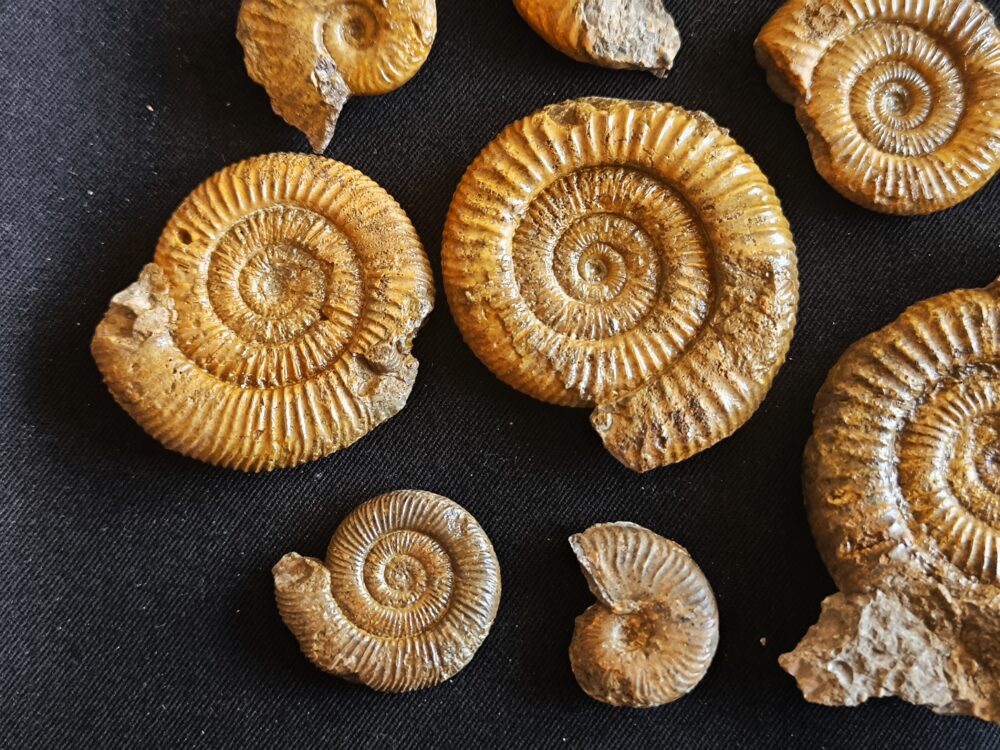 Konvolut mit Zugodactylites braunianus und Pseudolioceras lythense, Weißenburg