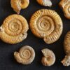Konvolut mit Zugodactylites braunianus und Pseudolioceras lythense, Weißenburg