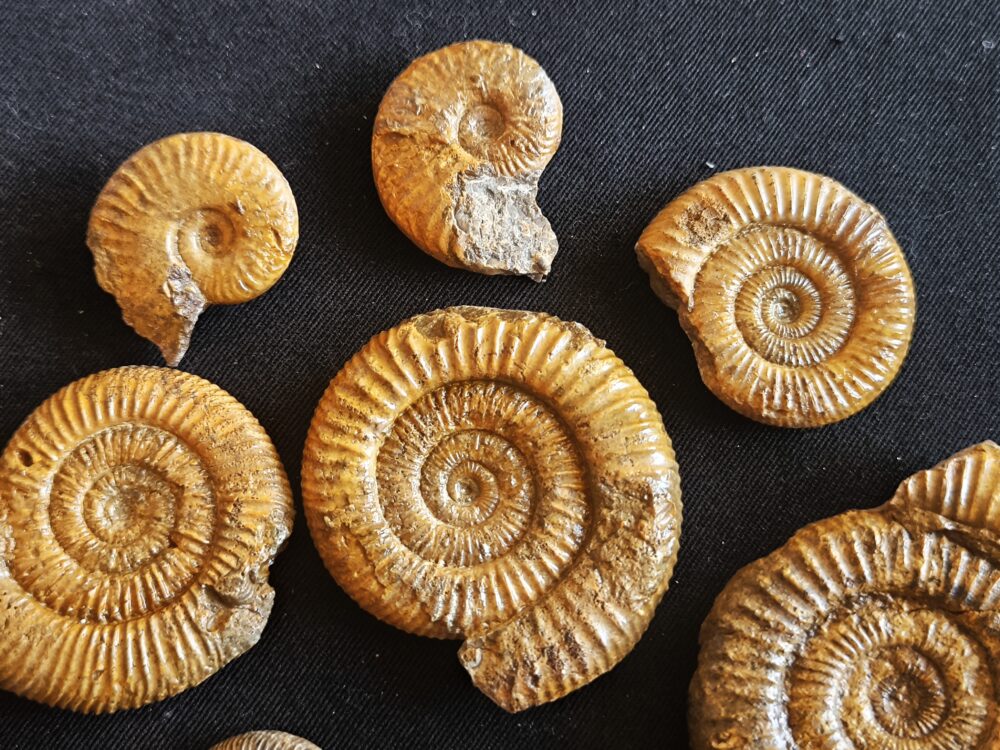 Konvolut mit Zugodactylites braunianus und Pseudolioceras lythense, Weißenburg