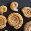 Konvolut mit Zugodactylites braunianus und Pseudolioceras lythense, Weißenburg