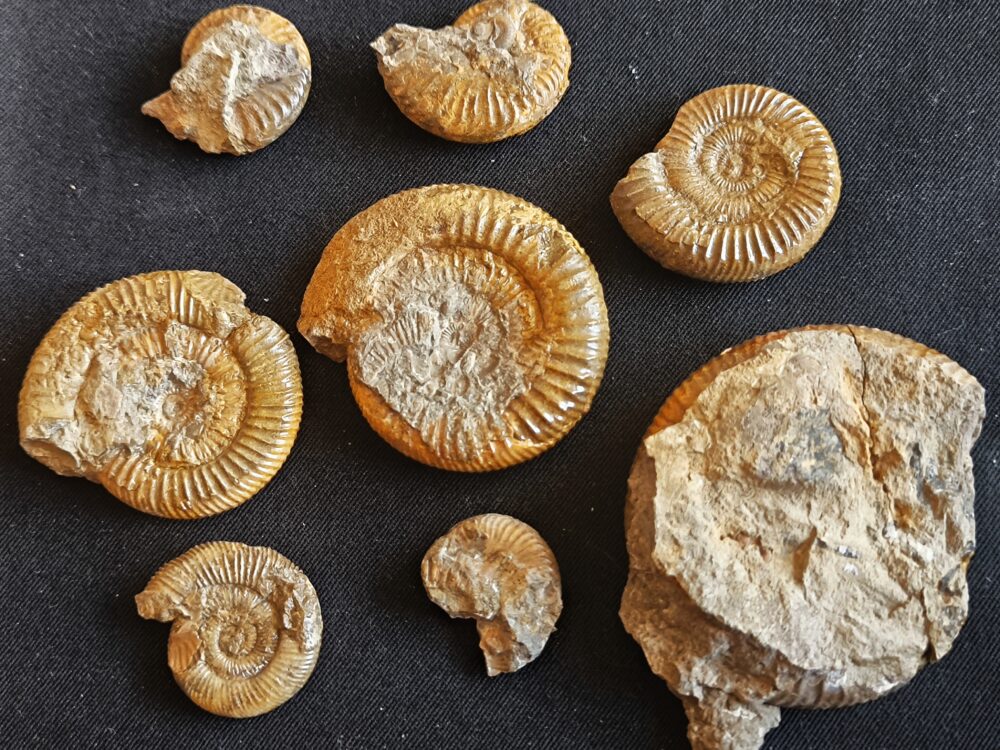 Konvolut mit Zugodactylites braunianus und Pseudolioceras lythense, Weißenburg