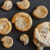Konvolut mit Zugodactylites braunianus und Pseudolioceras lythense, Weißenburg