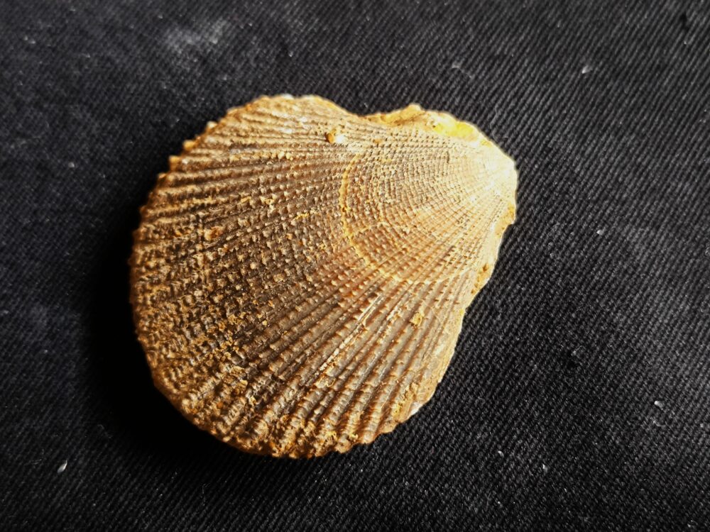 Top! Chlamys ( Pecten ) textorius, Dogger, Gruibingen  * reserviert *