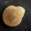 Top! Chlamys ( Pecten ) textorius, Dogger, Gruibingen  * reserviert *