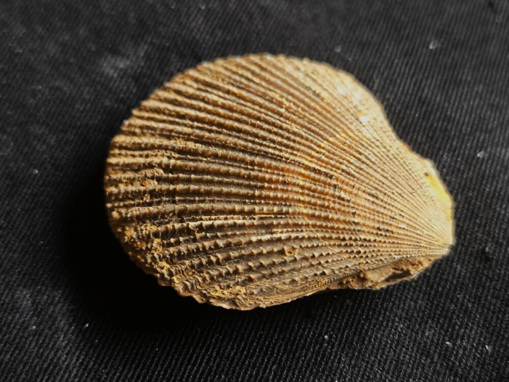 Top! Chlamys ( Pecten ) textorius, Dogger, Gruibingen  * reserviert *