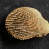 Top! Chlamys ( Pecten ) textorius, Dogger, Gruibingen  * reserviert *
