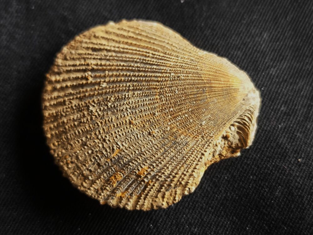 Top! Chlamys ( Pecten ) textorius, Dogger, Gruibingen  * reserviert *