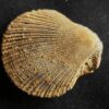 Top! Chlamys ( Pecten ) textorius, Dogger, Gruibingen  * reserviert *