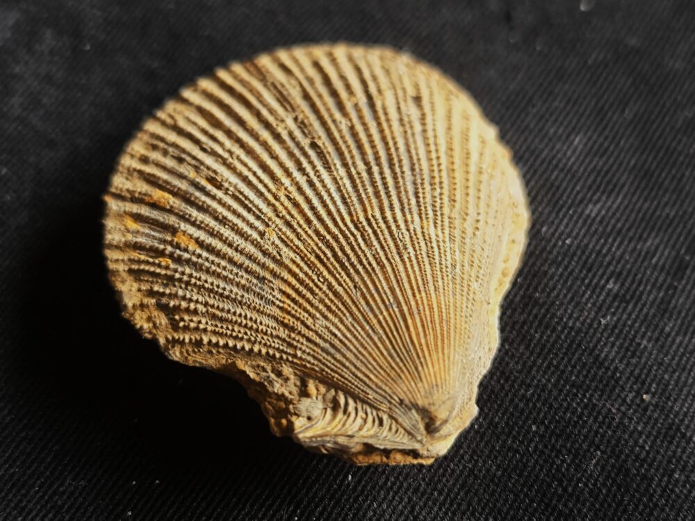 Top! Chlamys ( Pecten ) textorius, Dogger, Gruibingen  * reserviert *