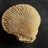 Top! Chlamys ( Pecten ) textorius, Dogger, Gruibingen  * reserviert *
