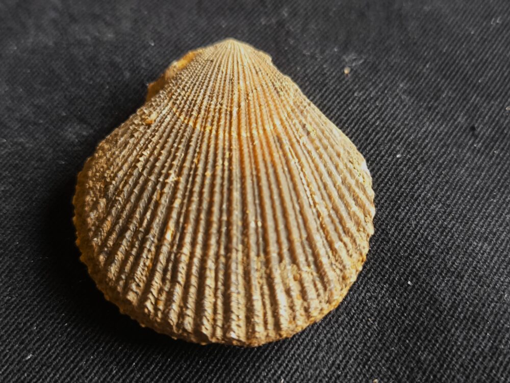 Top! Chlamys ( Pecten ) textorius, Dogger, Gruibingen  * reserviert *