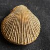 Top! Chlamys ( Pecten ) textorius, Dogger, Gruibingen  * reserviert *