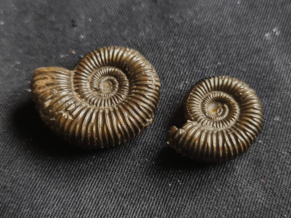 Zwei Peltoceras annularis, Dogger, Gruibingen, Autobahnbau  * reserviert *