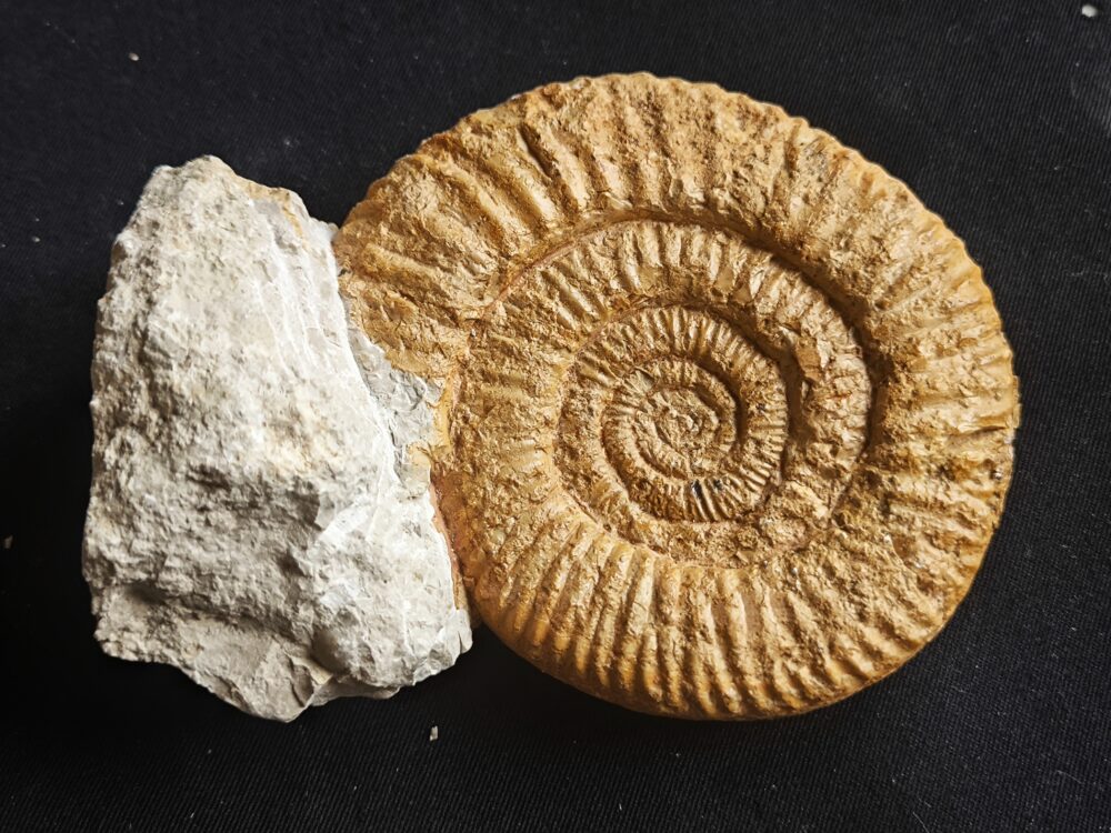 Rar! Nebrodites peltoceratoides, Malm, Bubsheim, Südwestliche Schwäbische Alb * reserviert *