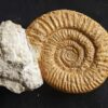 Rar! Nebrodites peltoceratoides, Malm, Bubsheim, Südwestliche Schwäbische Alb * reserviert *