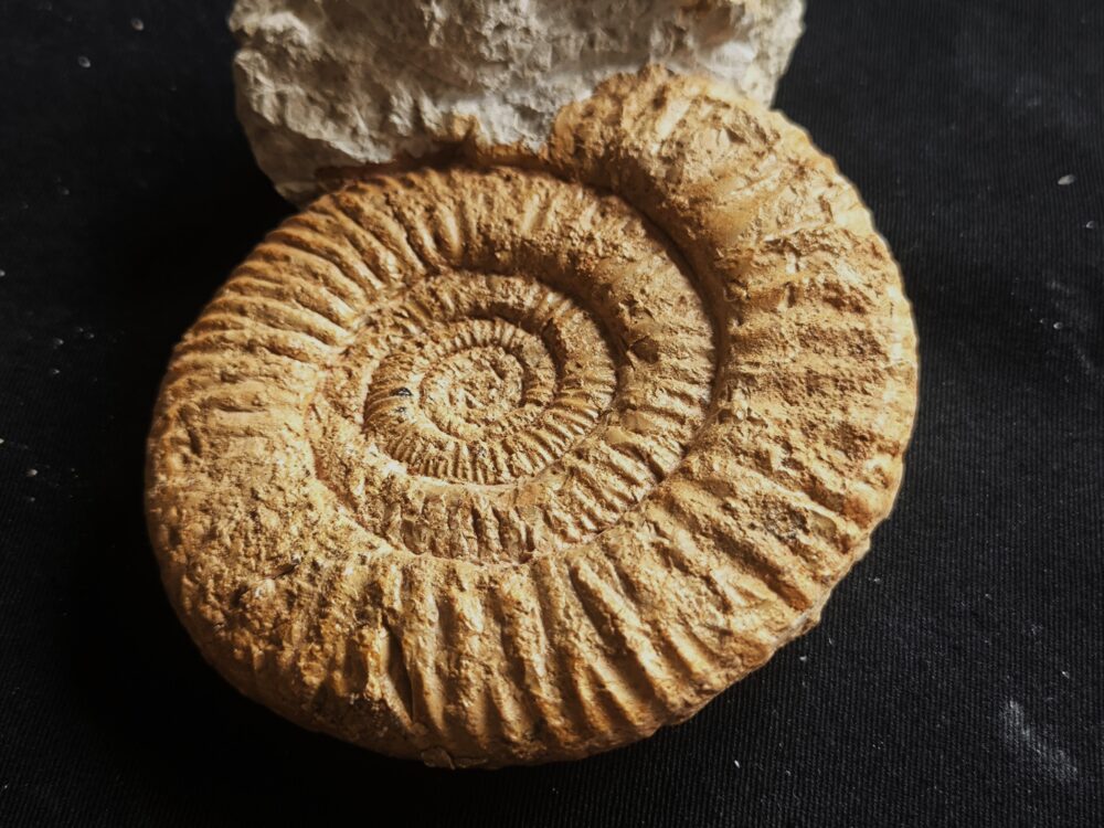 Rar! Nebrodites peltoceratoides, Malm, Bubsheim, Südwestliche Schwäbische Alb * reserviert *