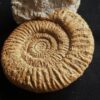 Rar! Nebrodites peltoceratoides, Malm, Bubsheim, Südwestliche Schwäbische Alb * reserviert *
