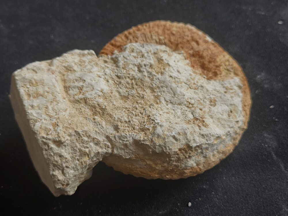 Rar! Nebrodites peltoceratoides, Malm, Bubsheim, Südwestliche Schwäbische Alb * reserviert *