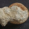 Rar! Nebrodites peltoceratoides, Malm, Bubsheim, Südwestliche Schwäbische Alb * reserviert *
