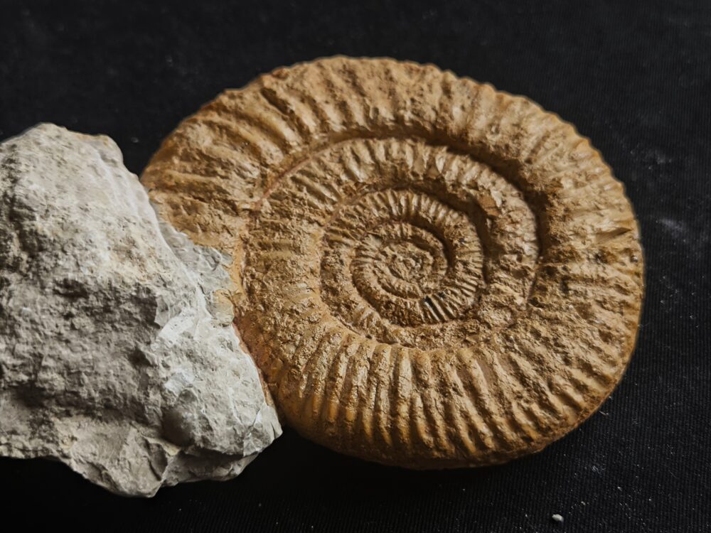 Rar! Nebrodites peltoceratoides, Malm, Bubsheim, Südwestliche Schwäbische Alb * reserviert *