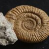Rar! Nebrodites peltoceratoides, Malm, Bubsheim, Südwestliche Schwäbische Alb * reserviert *