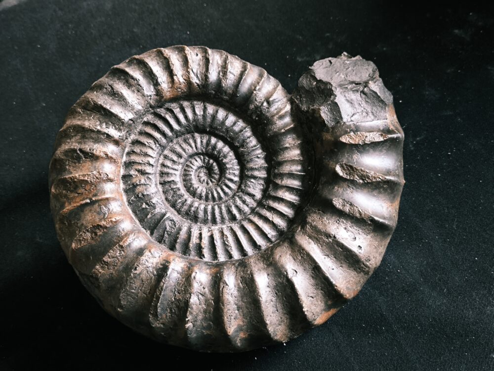 Arietites pinguis, Lias, Bodelshausen bei Balingen  * reserviert *