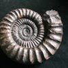 Arietites pinguis, Lias, Bodelshausen bei Balingen  * reserviert *
