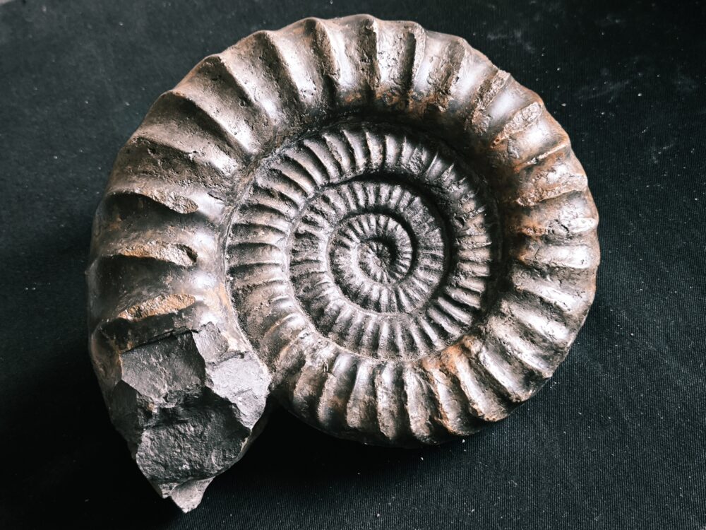 Arietites pinguis, Lias, Bodelshausen bei Balingen  * reserviert *