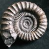 Arietites pinguis, Lias, Bodelshausen bei Balingen  * reserviert *