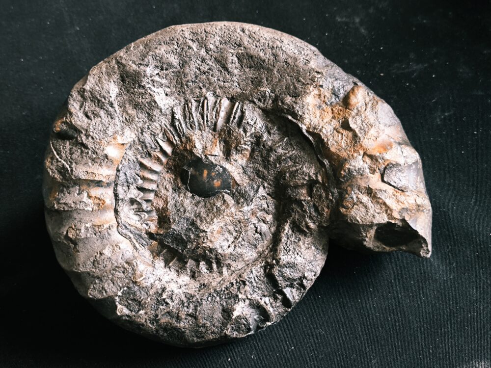 Arietites pinguis, Lias, Bodelshausen bei Balingen  * reserviert *