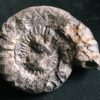 Arietites pinguis, Lias, Bodelshausen bei Balingen  * reserviert *