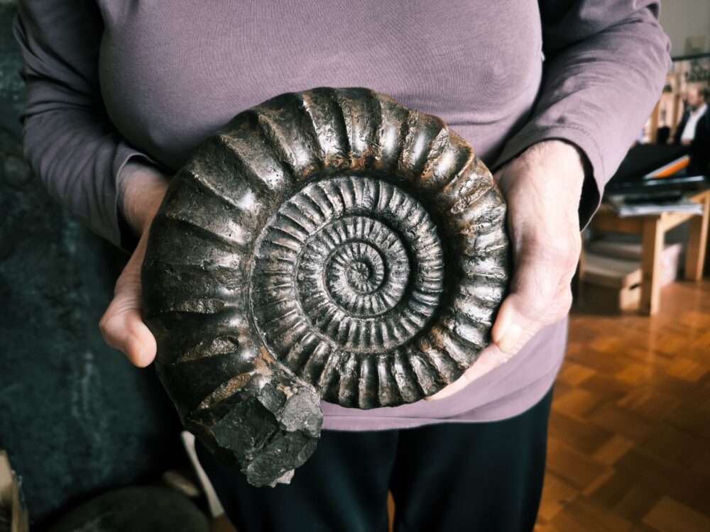 Arietites pinguis, Lias, Bodelshausen bei Balingen  * reserviert *