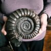 Arietites pinguis, Lias, Bodelshausen bei Balingen  * reserviert *